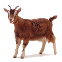 Goat Free Png Image