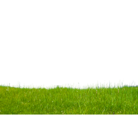 Grass Free Download Png