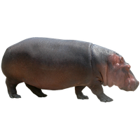 Hippopotamus Free Png Image