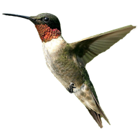 Hummingbird Png File