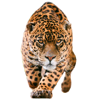 Jaguar Png Pic