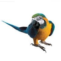 Macaw Picture