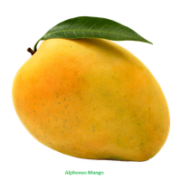 Mango Png