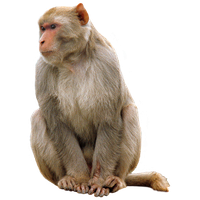 Monkey Png Picture