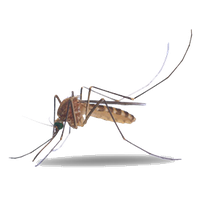 Mosquito Png Picture