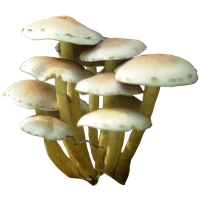 Mushroom Png