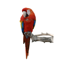 Parrot Png Hd