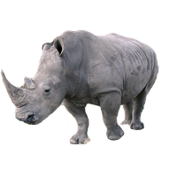 Rhinoceros Png