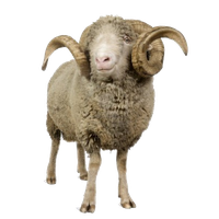 Sheep Png File