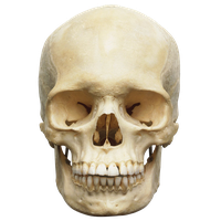 Skeleton Head Png Image