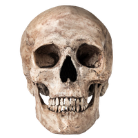 Skull Png Image