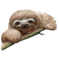 Sloth Picture