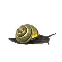 Snail Png Clipart