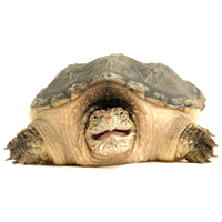 Snapping Turtle Png Clipart