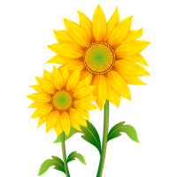 Sunflowers Png Pic