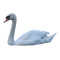 Swan Png Pic