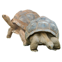 Tortoise Png Picture