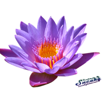 Water Lily Png