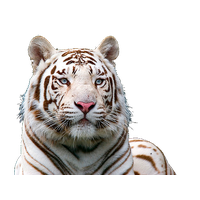 White Tiger Free Download Png