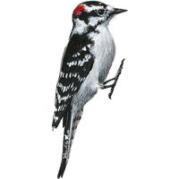 Woodpecker Png Clipart