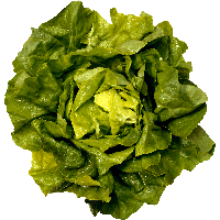 Green Salad Png Image