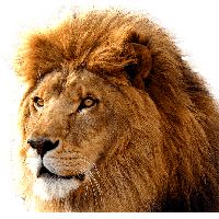 Lion Png Image Image Download Picture Lions