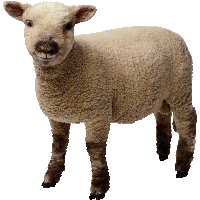 Little Sheep Png Image