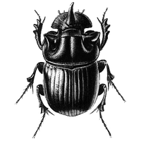 Beetle Png File
