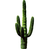 Cactus Png 11