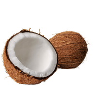 Coconut Png Clipart