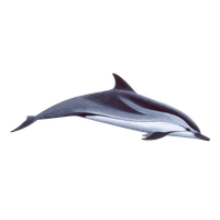 Dolphin Download Png