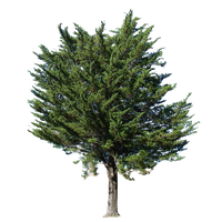 Fir-Tree Png Picture