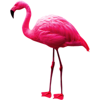 Flamingo Png Picture
