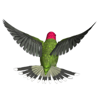 Hummingbird Png Hd