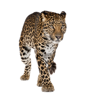 Leopard High-Quality Png
