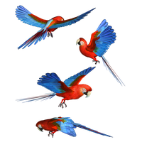 Macaw Png Hd