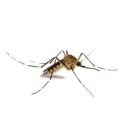 Mosquito Png Images