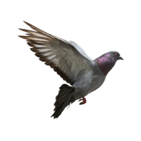 Pigeon Free Download Png