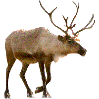 Reindeer Png Picture