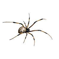 Spider Png Clipart
