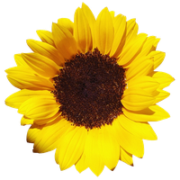 Sunflowers Free Png Image