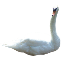 Swan Png Picture