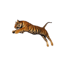 Tiger Png Hd