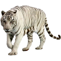 White Tiger Free Png Image
