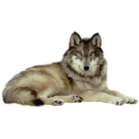 Wolf Png File