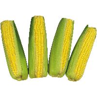 Corn Png Image