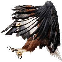 Eagle Png Image Download