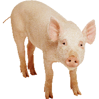 Pig Png Image