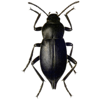 Beetle Png Picture