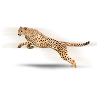 Cheetah High-Quality Png